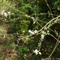 Hibiscus micranthus L.f.